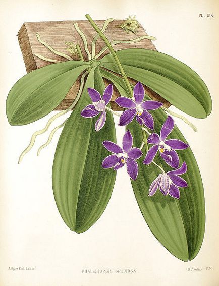 Phalaenopsis (phalaenopsis) - descrierea literei speciilor 