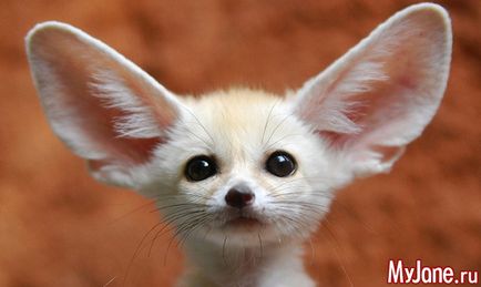 Fenech fülek és kis róka! Fox Fenech, az eredetét, tartalmát, gondoskodás, etetés, szaporodás