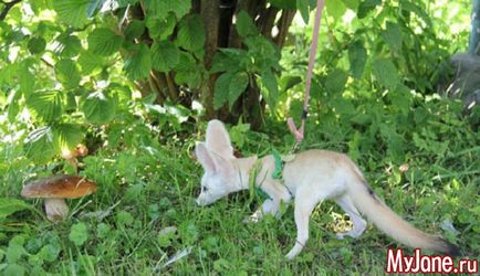 Fenech urechi și un pic de chanterelle! Fox, fenicul, originea, conținutul, îngrijirea, nutriția, reproducerea