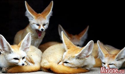 Fenech urechi și un pic de chanterelle! Fox, fenicul, originea, conținutul, îngrijirea, nutriția, reproducerea