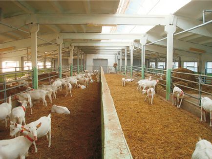 Ферми для молочних кіз, проект козячої ферми, ферми для кіз, молочні козячі ферми, купити козячу ферму