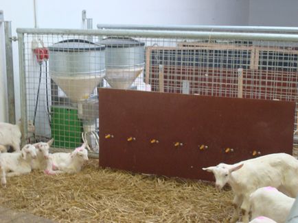 Ферми для молочних кіз, проект козячої ферми, ферми для кіз, молочні козячі ферми, купити козячу ферму