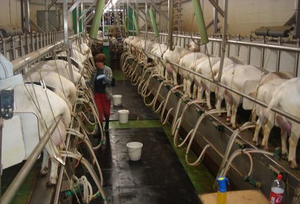 Ferme pentru caprine de lapte, proiect de fermă de capră, ferme de caprine, fermă de lapte de capră, fermă de caprine