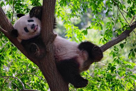 Fotografii de animale - panda