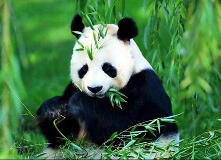 Fotografii de animale - panda