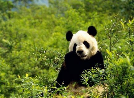 Фотографії тварин - панда