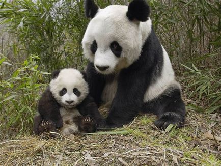 Fotografii de animale - panda