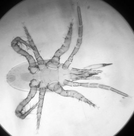 Acarienii Gamas și trăsăturile lor distinctive