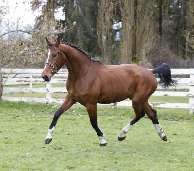 Ганноверський порода коней фото, відгуки, опис