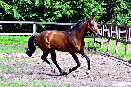 Ганноверський порода коней опис, характеристики та фото