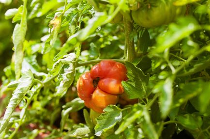 Gazpacho egy jégkocka, egy új hagyományt - életmód Elena krutogrudovoy