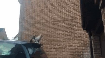Гіф анімація кіт стрибає на дах, але не розраховує і падає вниз