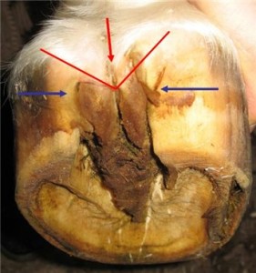 Гниття стрілки копит у коня причини, симптоми і лікування