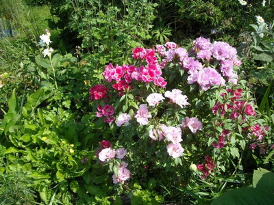 Descrierea Godette a varietăților, plantarea și îngrijirea florilor - enciclopedia de flori