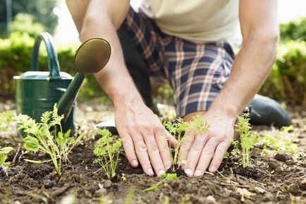 Aplicarea tortului de muștar în horticultură (recenzii)