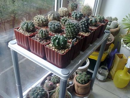 Edények kaktuszok és pozsgások fajtái és jellemzői