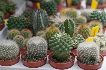 Edények kaktuszok és pozsgások fajtái és jellemzői