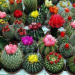 Ghiveci pentru tipuri și caracteristici de cactuși și suculente