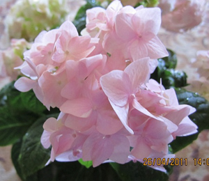 Hydrangea hidrografia - îngrijire la domiciliu, transplant, udare, formare de arbust