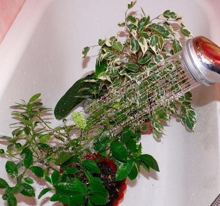 Forró zuhany a szobanövények