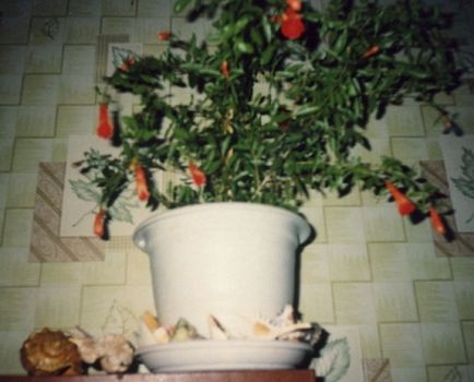 Гранат бейбі - любителі кімнатних рослин