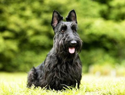 Îngrijirea părului cu scotch terrier, îngrijirea băilor și a îngrijitorului pentru terrierul de scotch, rasele de câini, mirele regală