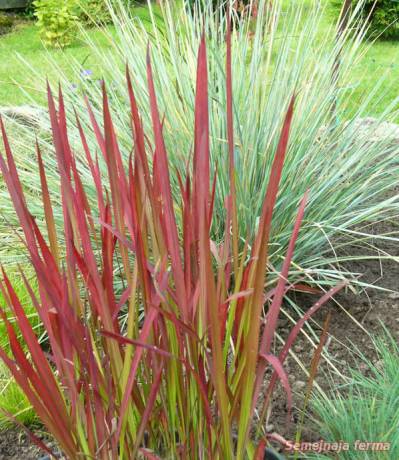 Imperata - plante ornamentale - gospodărie - bibliotecă - fermă de familie