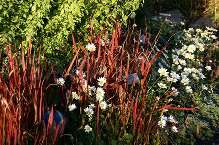 Regula regulilor de cultivare, îngrijire, reproducere