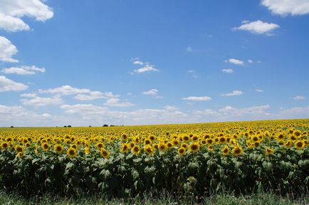 Portalul agricol de informare din regiunea Saratov - afacere pe floarea soarelui în creștere