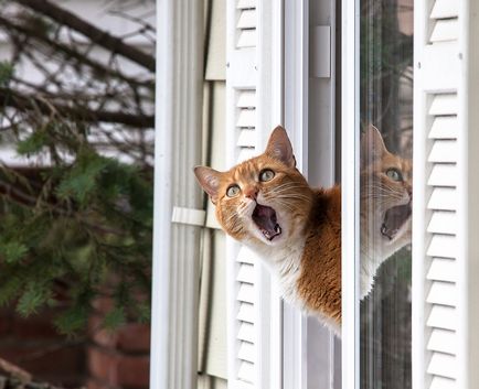 Érdekességek a macskák, adi - hírek Khakassia