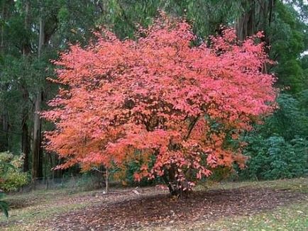 Amelanchier canadensis, ültetés bokrok, gondoskodás, reprodukció fotó