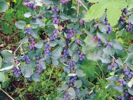 Amelanchier canadensis, ültetés bokrok, gondoskodás, reprodukció fotó