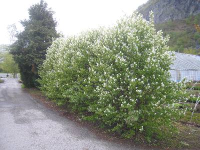 Amelanchier canadensis, ültetés bokrok, gondoskodás, reprodukció fotó