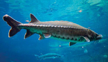 Utilizarea sturionului, ca pește decorativ în acvariile expoziției, planeta Neptun -