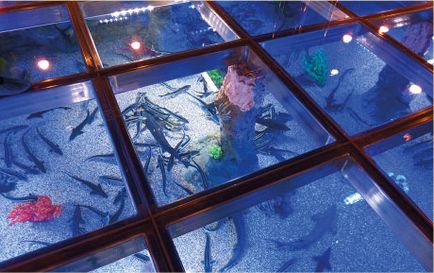 Utilizarea sturionului, ca pește decorativ în acvariile expoziției, planeta Neptun -