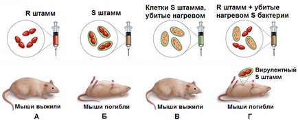 Istoria studiului acizilor nucleici