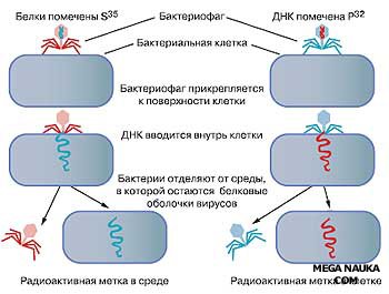 Istoria studiului acizilor nucleici