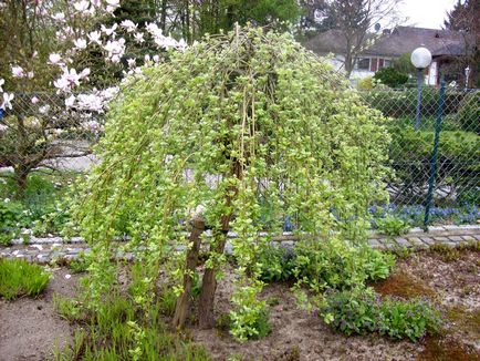 Willow capră pe tulpină pentru plantare pe site, îngrijire, fotografie, condiții de creștere