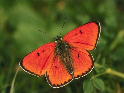 Ca un fluture care caută nectar (natalia lamaie)