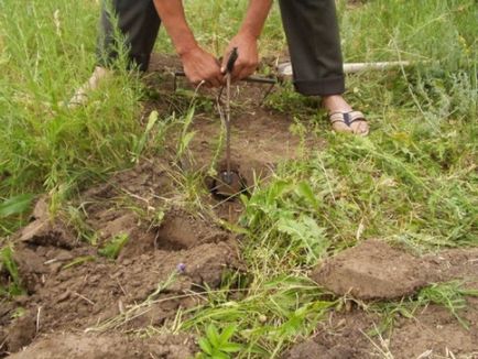 Cum să ne ocupăm de moli în grădină, portalul clădirii