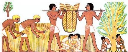 Як єгиптяни використовували папірус