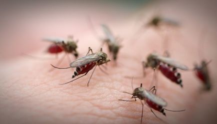 Як і чим зняти свербіж від комарів кращі засоби проти свербіння комарів