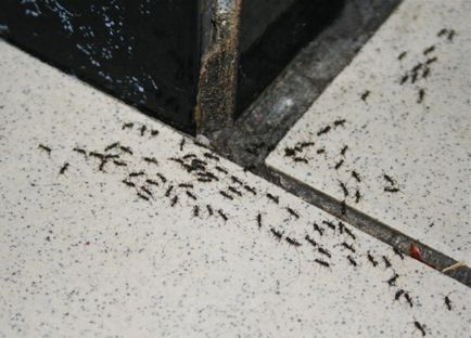 Hogyan lehet megszabadulni a vörös hangyák a lakásban örökre