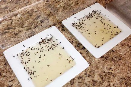 Cum sa scapi de furnici rosii intr-un apartament pentru totdeauna