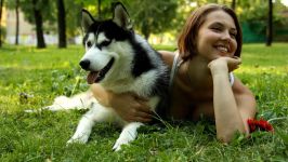 Cum malamute tolerează căldura, deoarece malamutul suferă căldură