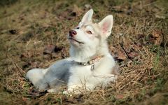 Cum malamute tolerează căldura, deoarece malamutul suferă căldură