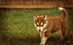 Cum malamute tolerează căldura, deoarece malamutul suferă căldură