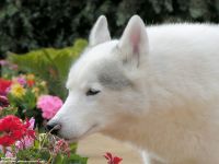 Cum malamute tolerează căldura, deoarece malamutul suferă căldură