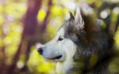 Cum malamute tolerează căldura, deoarece malamutul suferă căldură