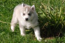 Cum malamute tolerează căldura, deoarece malamutul suferă căldură